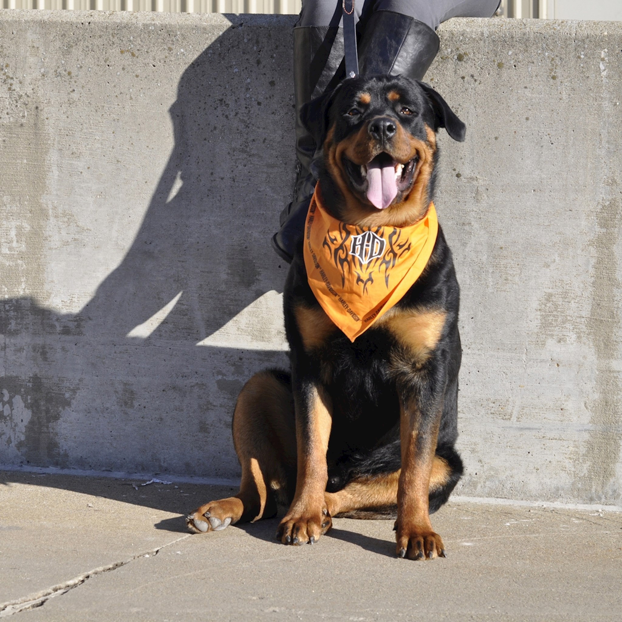 Harley davidson shop dog bandana