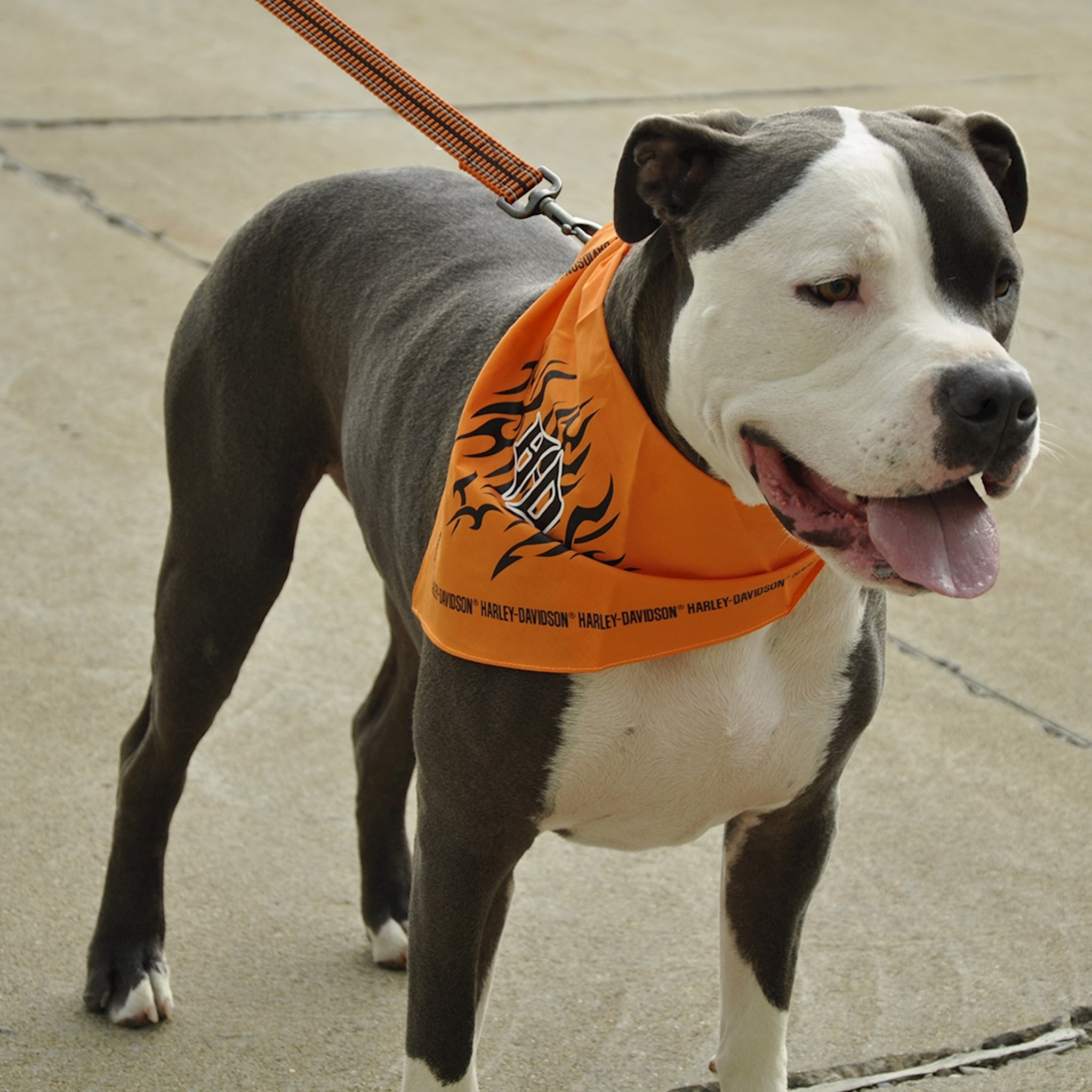 Harley Davidson Pet Bandana Orange